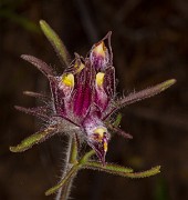 Cordylanthus capitatus - Yakima bird's-beak 16-2625